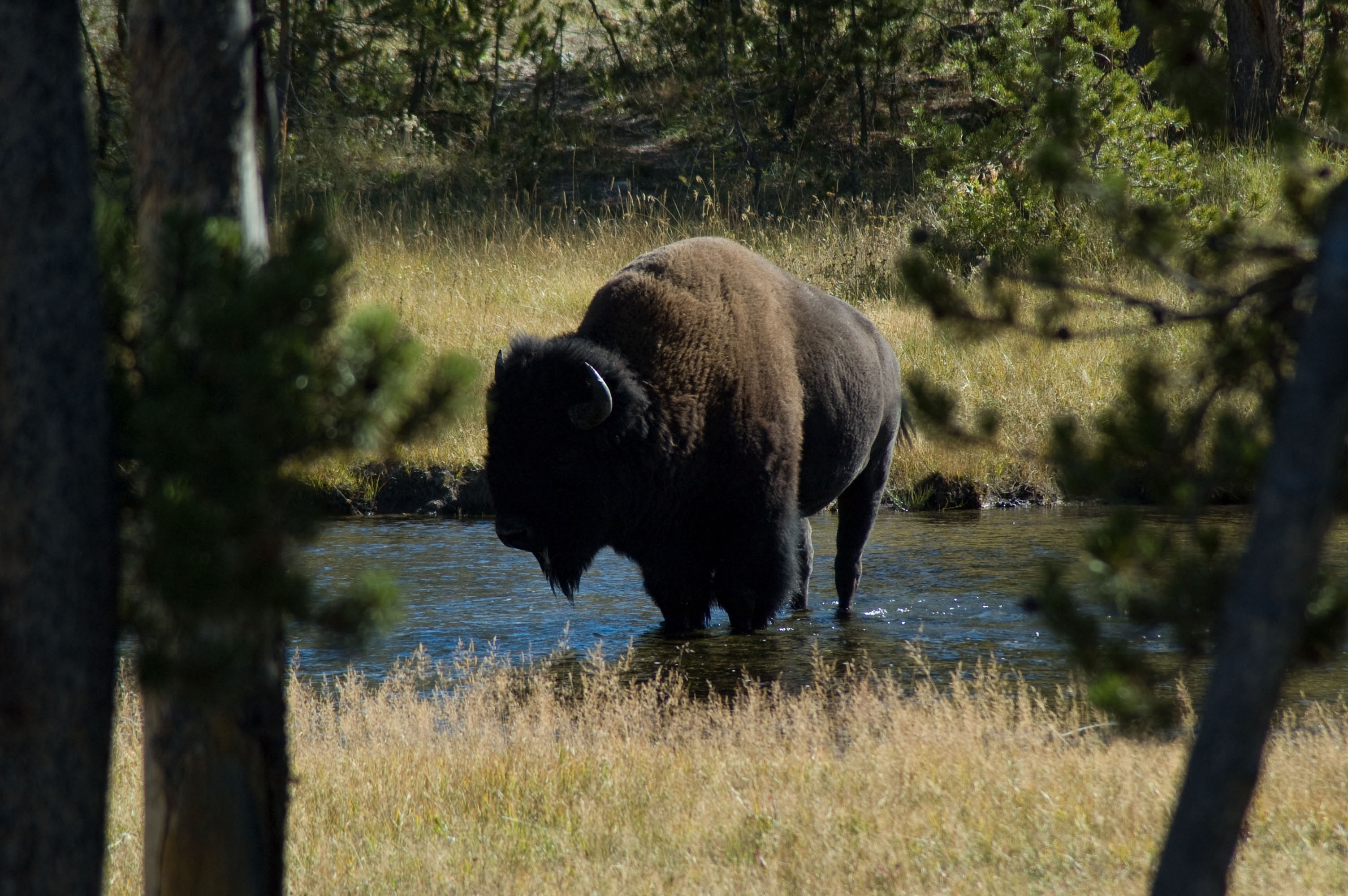 Where the Buffalo Roam…
