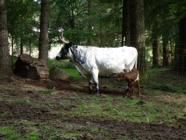 Welcome to JBRanch – Porterhouse!