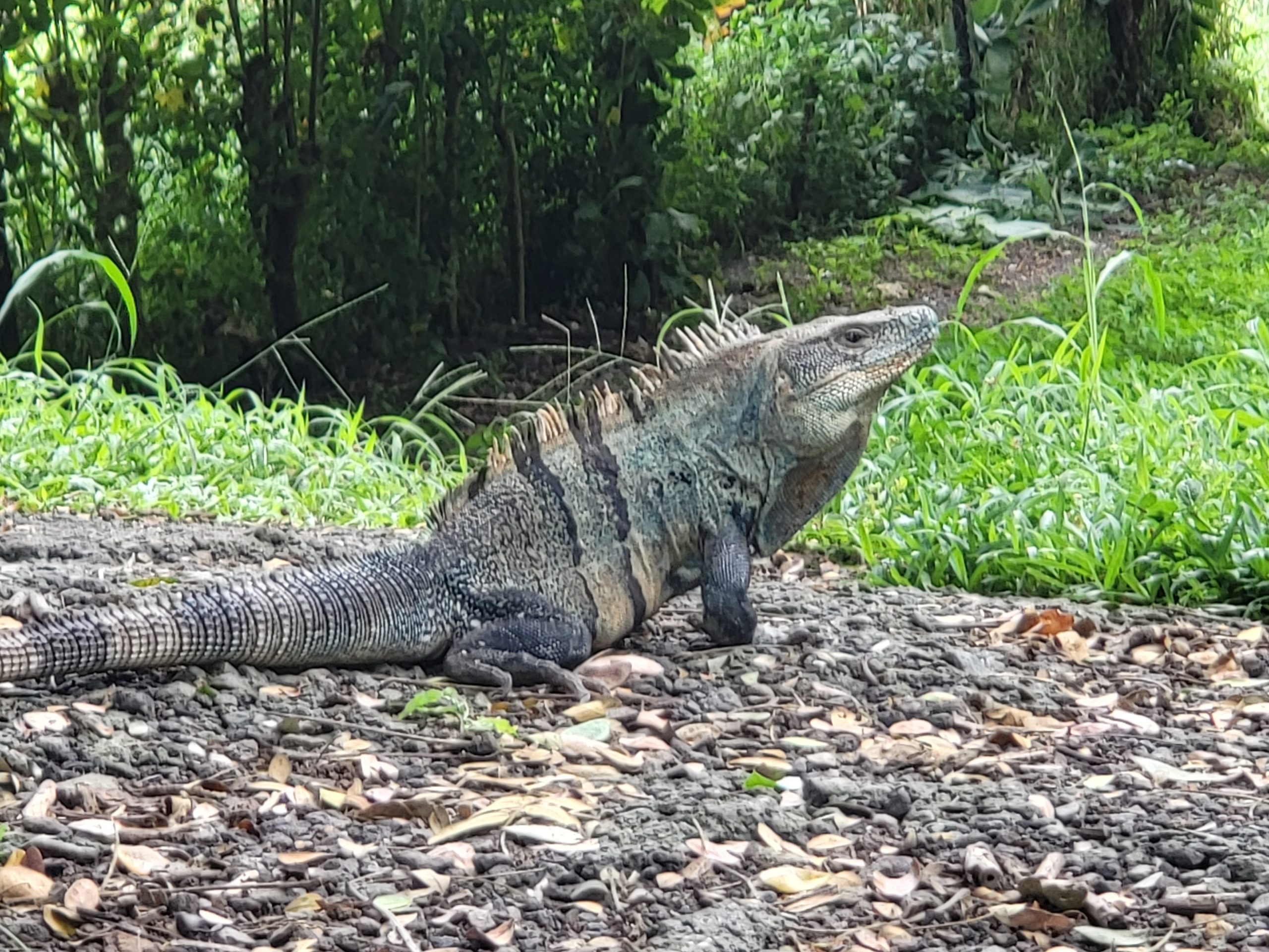 Day 4 – Crocodiles, Monkeys, Iguanas and Driving to Manuel Antonio National Park