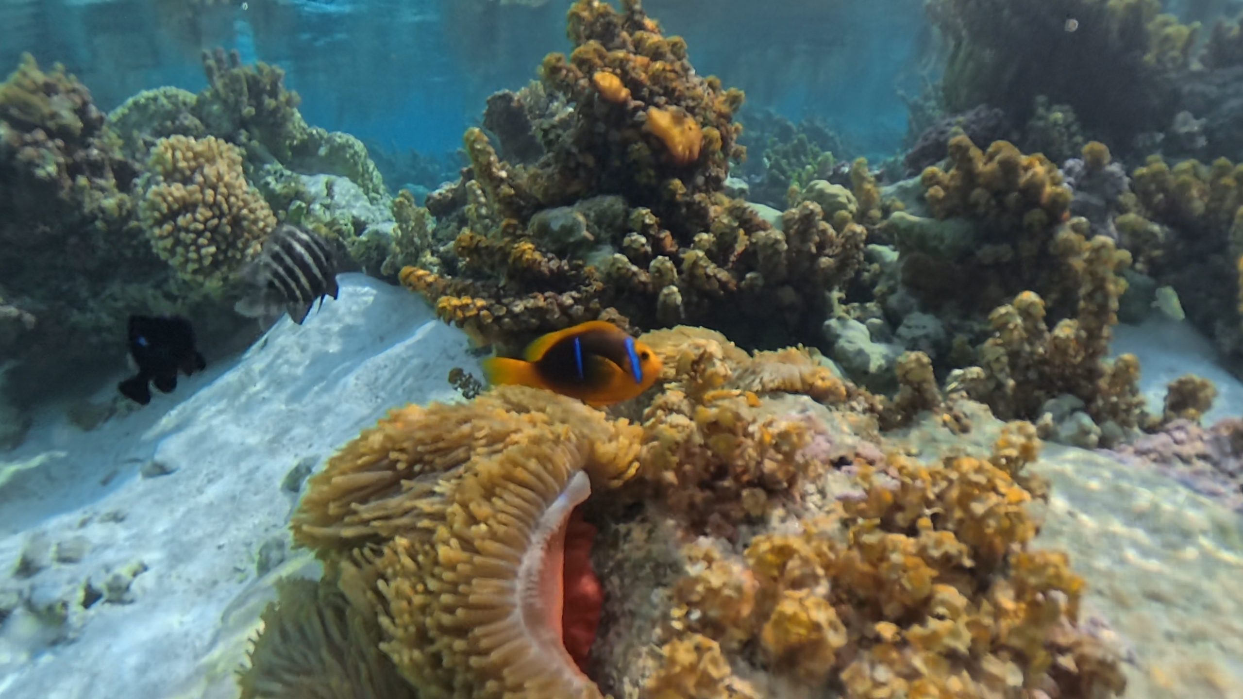 Sailing and Snorkling