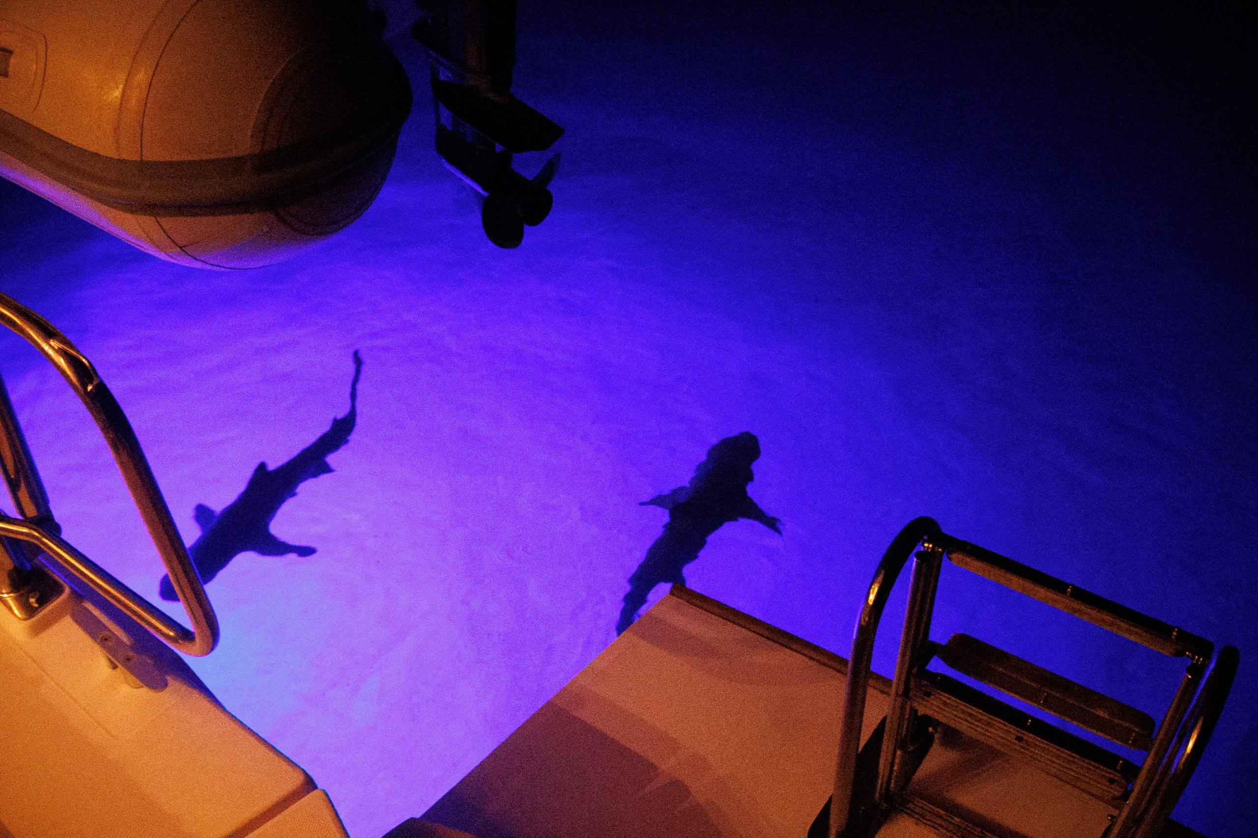 Swimming with the Sharks